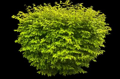Cole's Compact Burning Bush