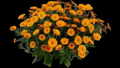 Cheers™ Tangerine Calendula officinalis