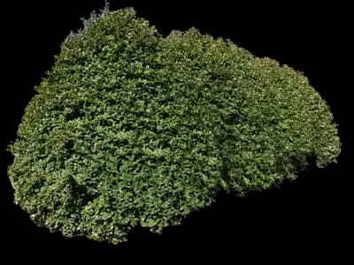 Robin™ Red Holly Tree