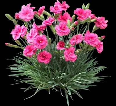 Scent First® Eternity Dianthus Plant