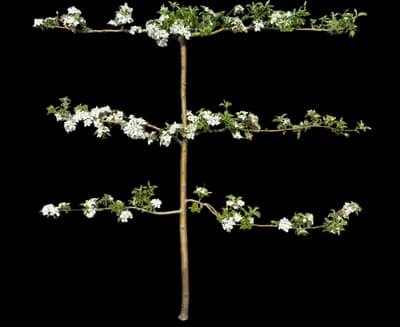 Espalier Apple Tree