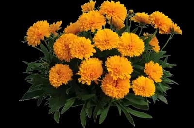 Solanna™ Golden Sphere Coreopsis grandiflora