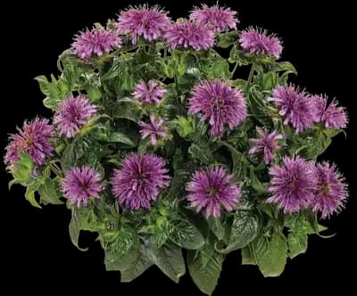 Leading Lady™ Amethyst Bee Balm