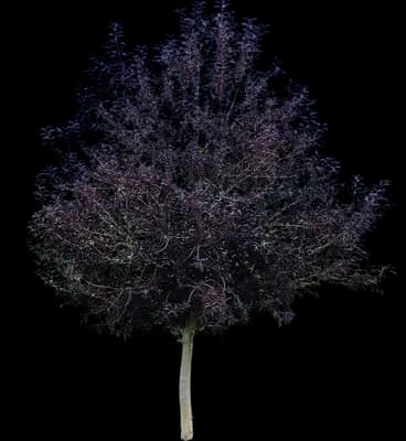 Canada Red Chokecherry Tree
