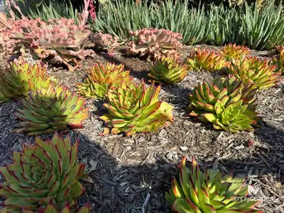 Lipstick Echeveria