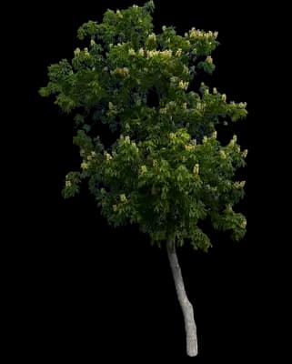 Early Glow™ Buckeye