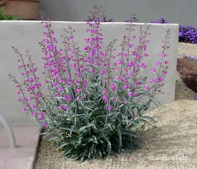 Parry's Beardtongue (Penstemon)