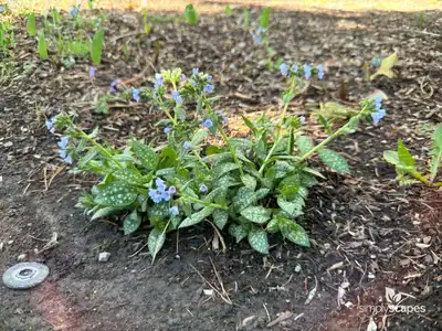Lungwort (Pulmonaria)