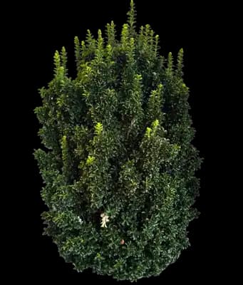 Castle Keep® Blue Holly