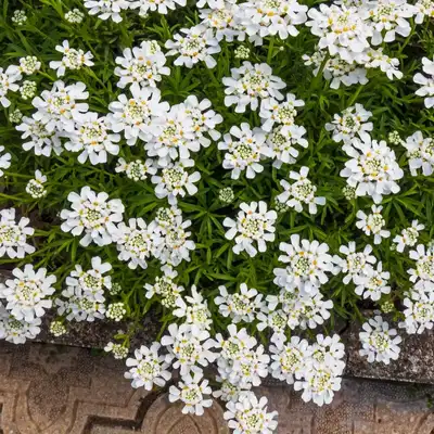 Purity Evergreen Candytuft