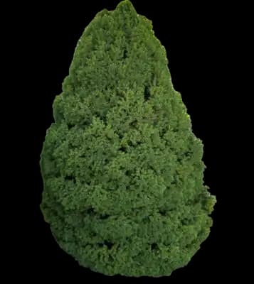 Conica Dwarf Alberta Spruce