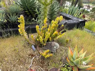Subulata Austrocylindropuntia