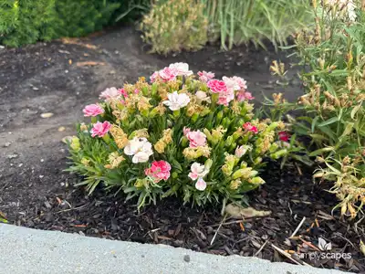 Carnation