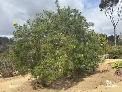 Yellow Oleander