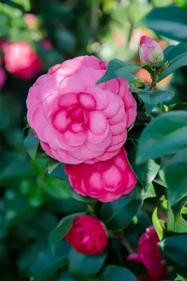 Camellia Early Wonder®
