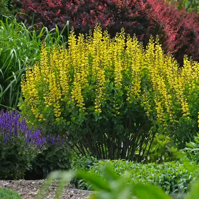 Decadence® Lemon Meringue™ False Indigo