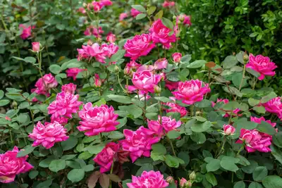 RADtkopink Double Pink Knock Out® Rose