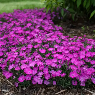 'Paint the Town Fuchsia' Pinks - Dianthus