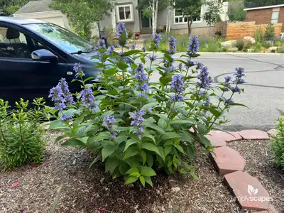 Blue giant hyssop