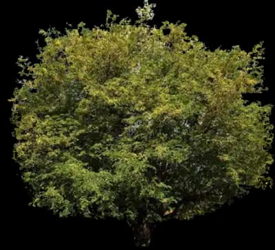 Tamarind Tree