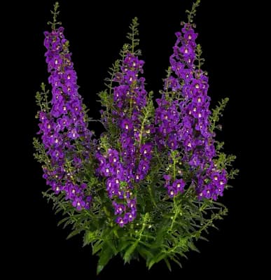 Guardian Angel Blue Summer Snapdragon