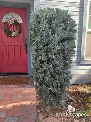 Yew Podocarpus