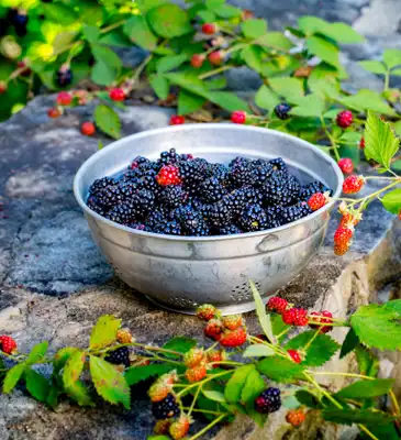 Navaho Blackberry