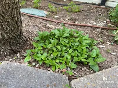 Self-Heal