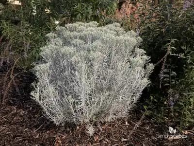 Dwarf Rabbit Brush