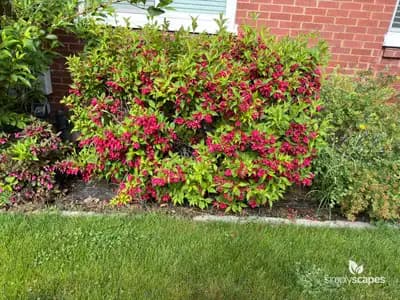 Weigela
