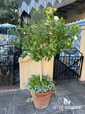 Gardenia Tree Form