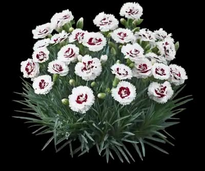Scent First® Coconut Surprise Dianthus Plant