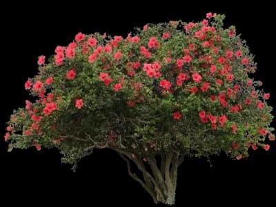 Chinese hibiscus Tree