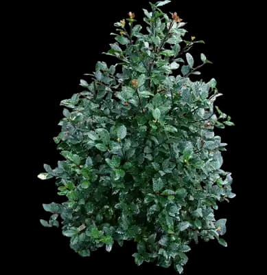 Castle Rouge® Blue Holly