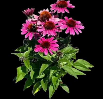 Panama Rose coneflower