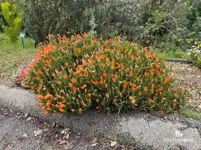 Copper Ice Plant