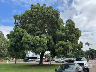 Camphor Laurel Tree