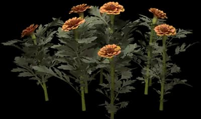 Marigold