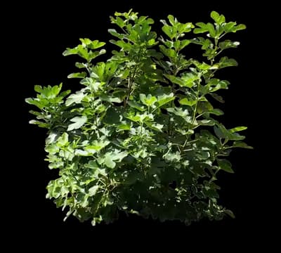 Black Mission Fig
