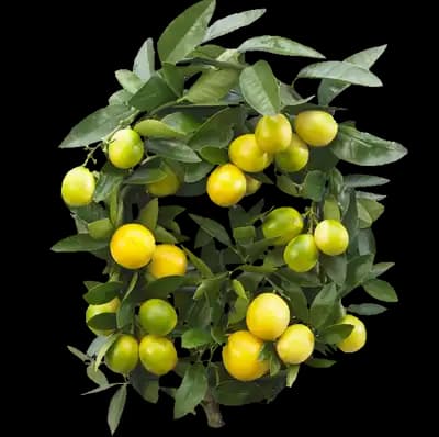 Limequat Citrus Tree