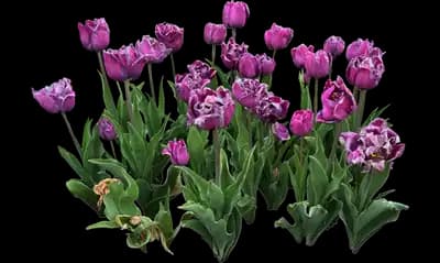 Tulip 'Backpacker Double Late'