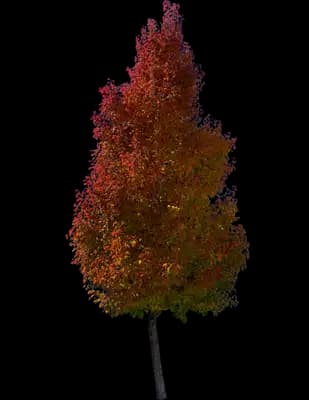 Javelin® Flowering Pear