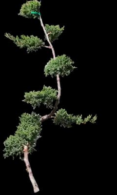 Green Mound Juniper Topiary