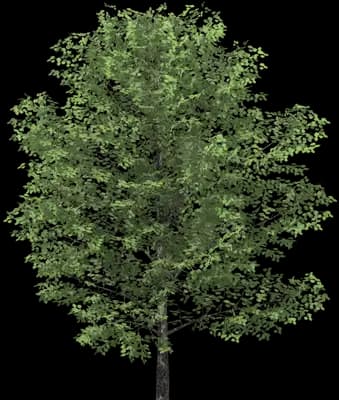 Sweet Birch