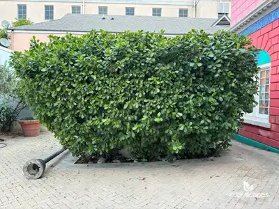 Autograph tree