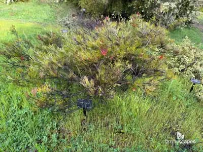 Red Silky Oak