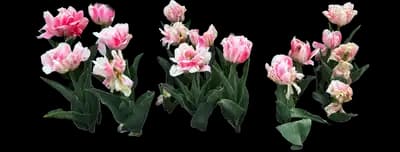 Tulip 'Foxtrot Double Early'