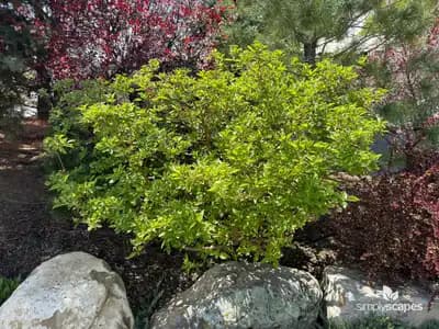 Red Twig Dogwood Shrub