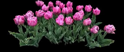 Tulip 'Double You Double Late'