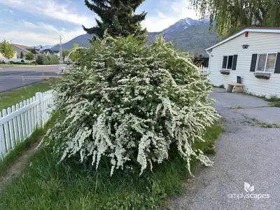 Bridal Wreath Spirea